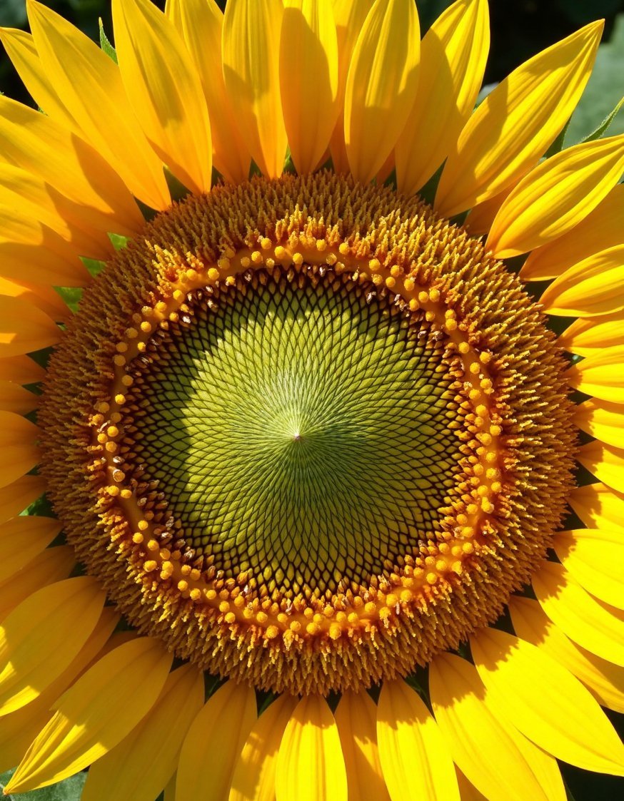 Flower Field Photography Ideas - Elevated Sunflower Field: Pattern & Texture Photoshoot - Looking down on a field of sunflowers from...