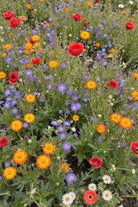 outdoor garden ideas