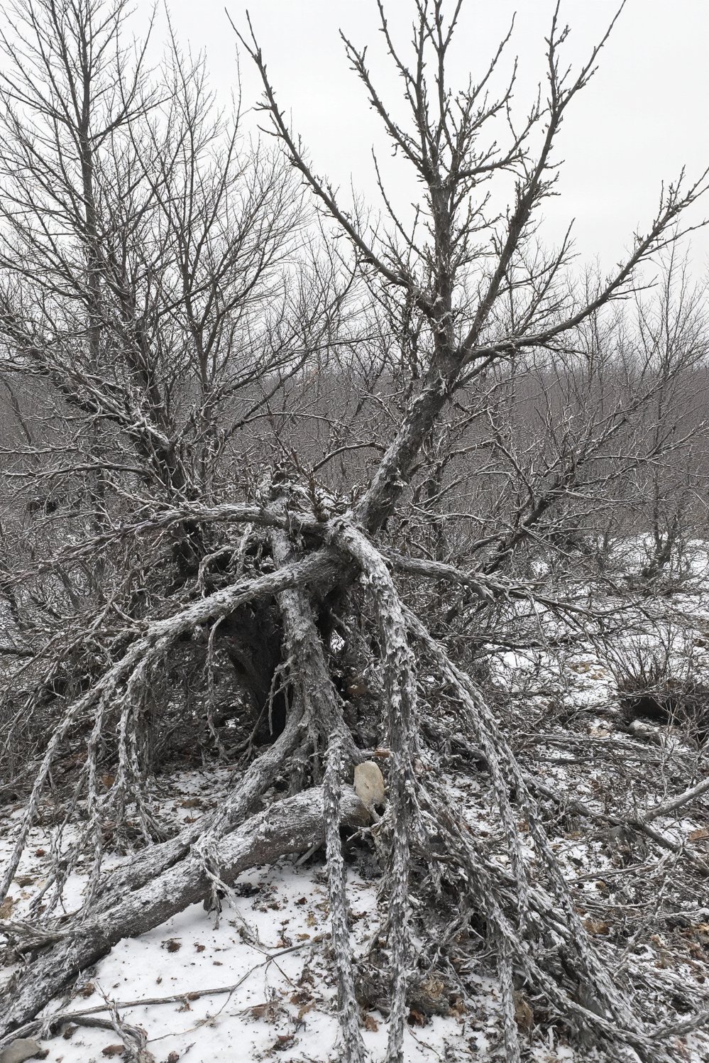 chaos gardening ideas - Winter Chaos Garden: Skeletal Beauty - Winter chaos garden beauty. This black and white...