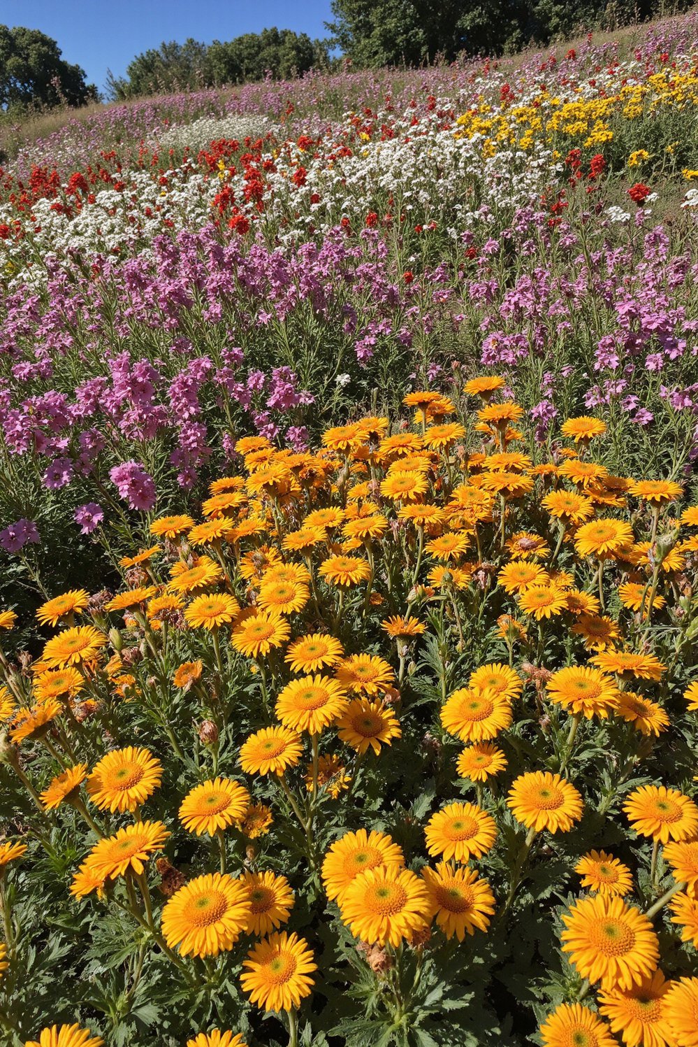 chaos gardening ideas - Vibrant Chaos Flower Garden: Sunlit Blooms - A vibrant chaos garden explodes with color! This...