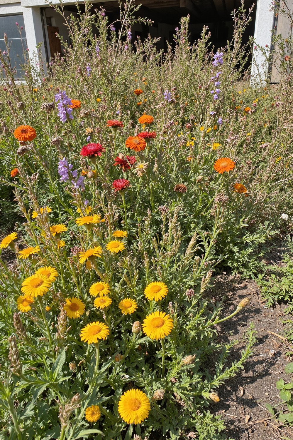 chaos gardening ideas - Sun-Drenched Chaos Flower Garden: Wildflower Abundance - Sun-drenched chaos garden! Imagine a riot of color—reds,...
