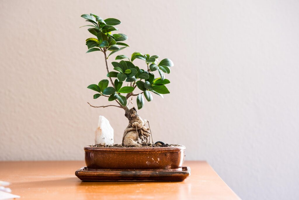 bonsai