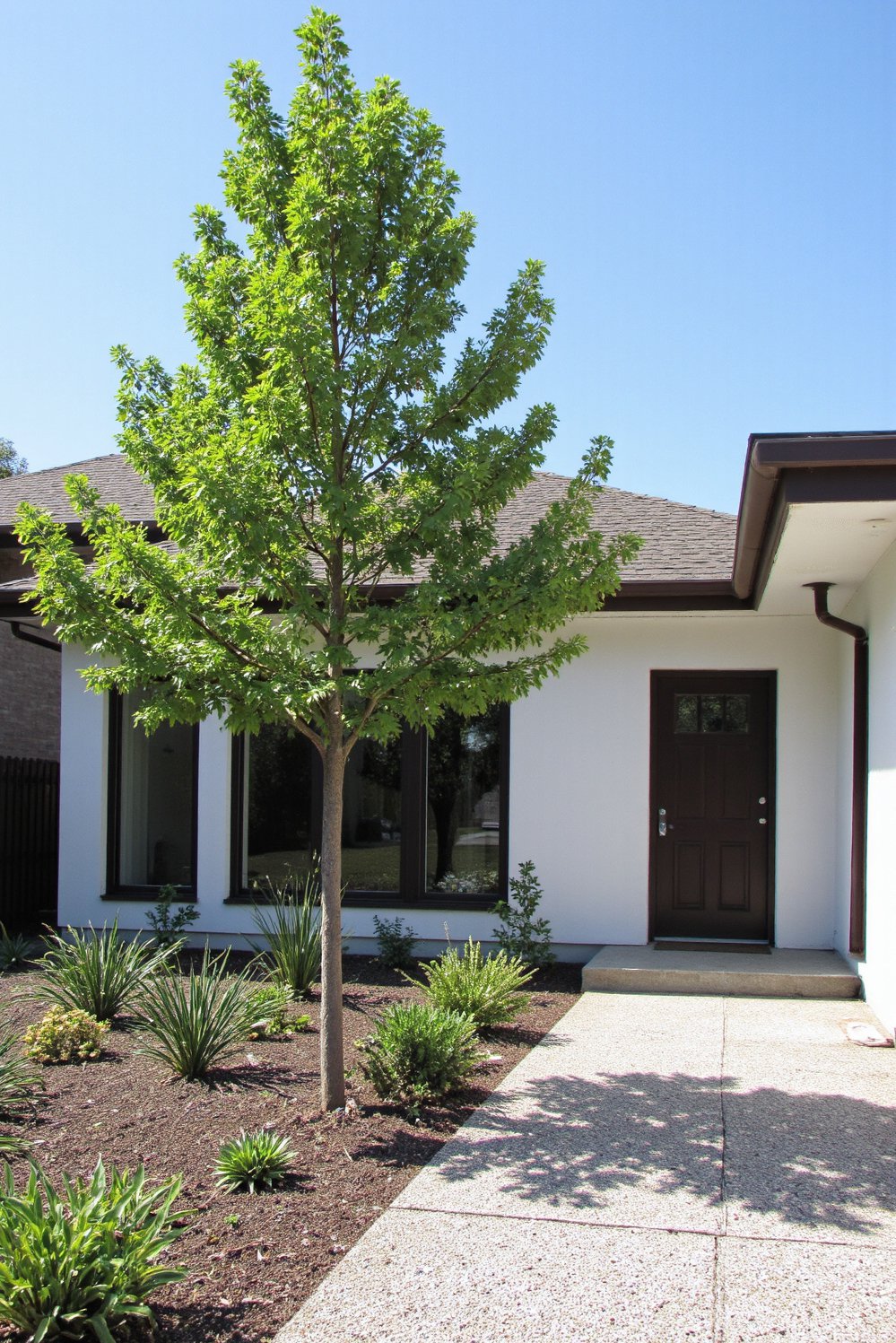 front entry landscaping - Minimalist Front Yard: Striking Tree & Gravel Pathway - This minimalist front yard landscape uses a striking...