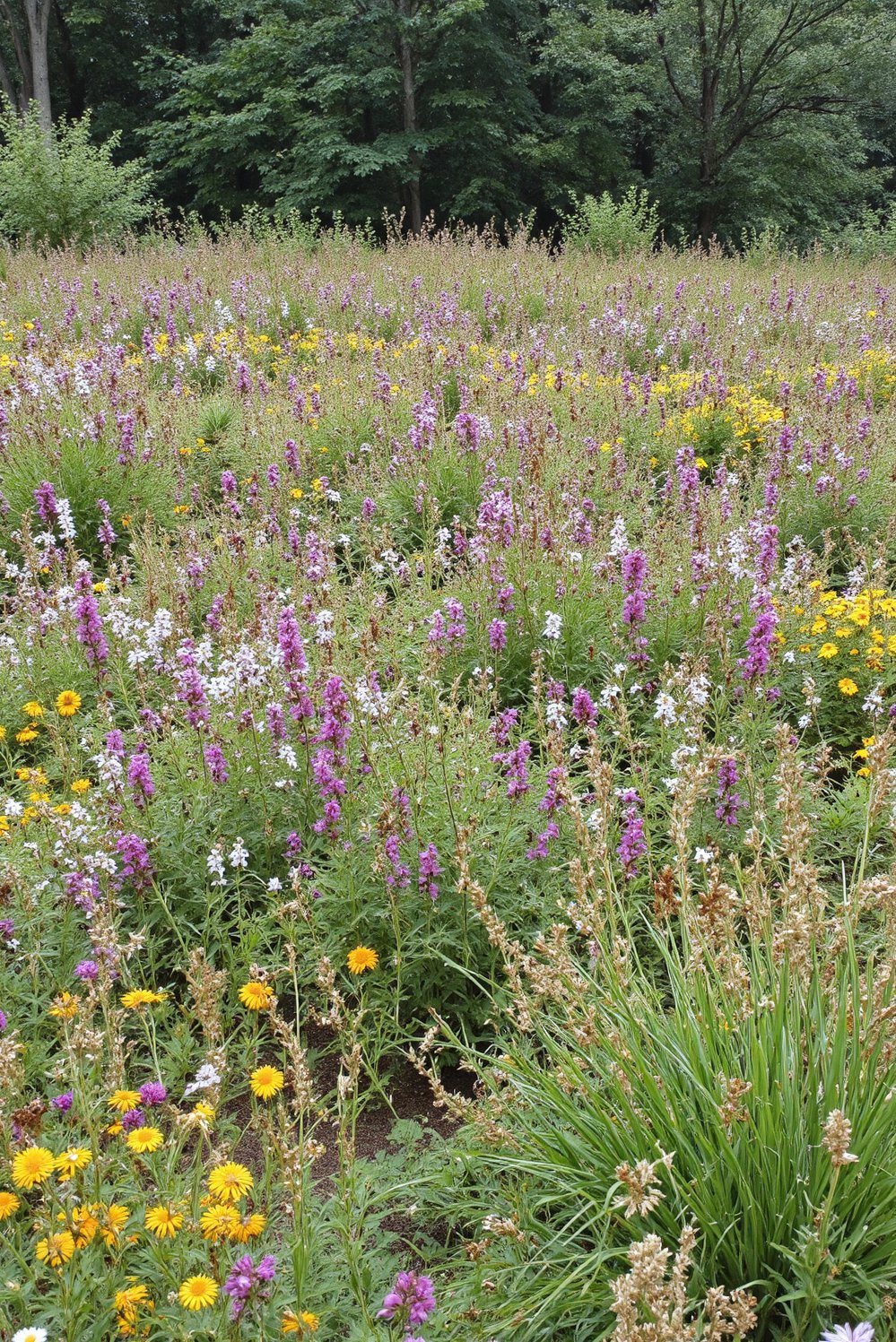 chaos gardening ideas - Sprawling Chaos Garden: Wildflower Abundance - Wow, look at this sprawling chaos garden! This...