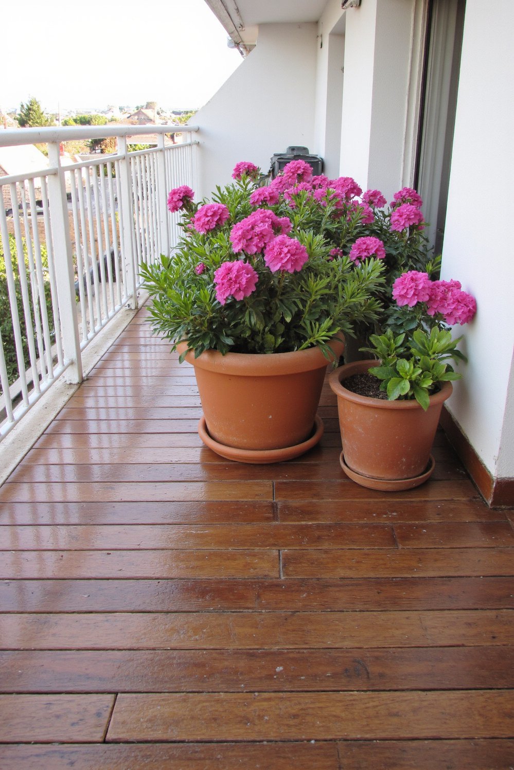 Balcony flooring ideas - Modern Balcony Design: Redwood Flooring & Fuchsia Geraniums - Create a stunning balcony with rich, deep brown...